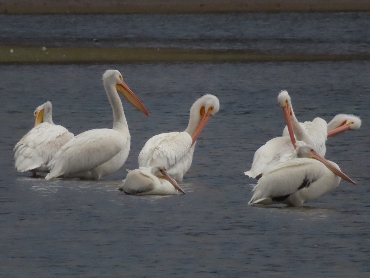 American White Pelican - ML642954634