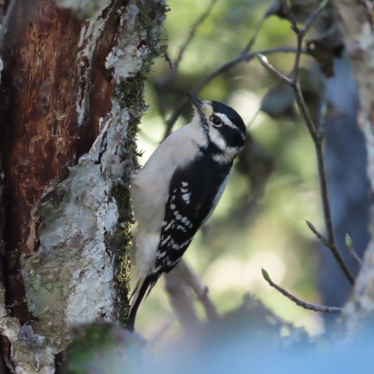 Downy Woodpecker - ML642954636