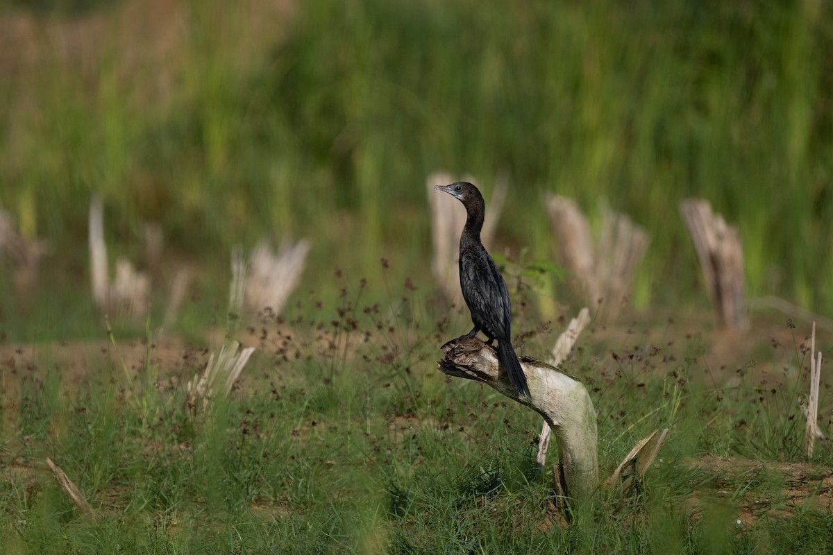 Little Cormorant - ML642954640