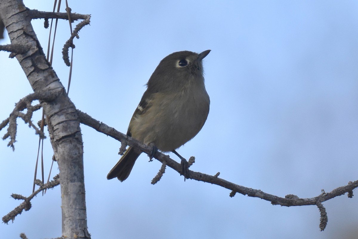 Hutton's Vireo - ML642954643