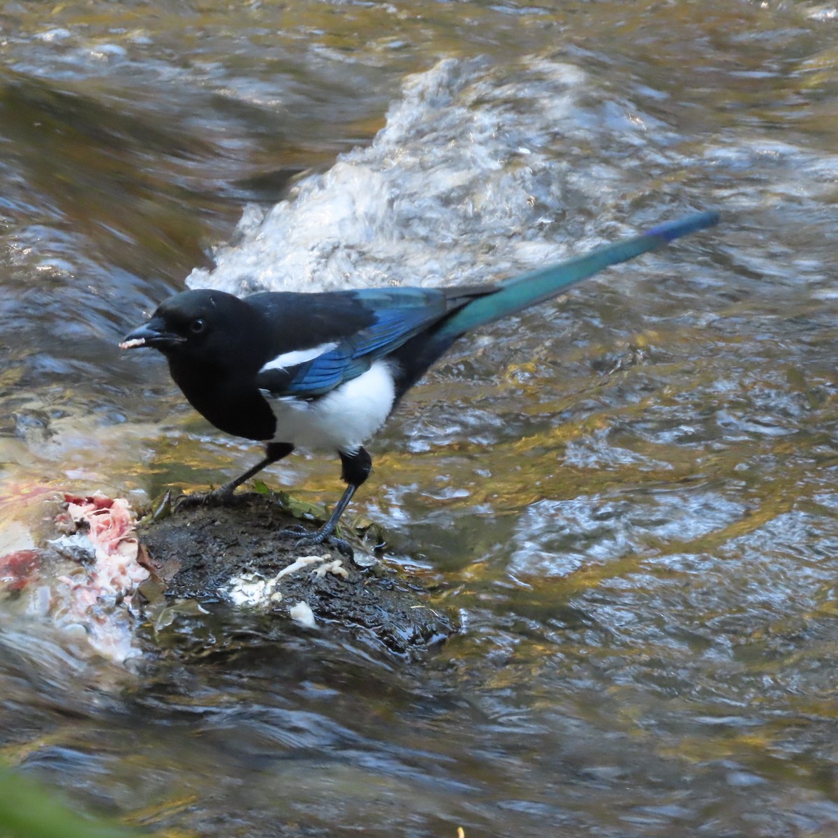Black-billed Magpie - ML642954644