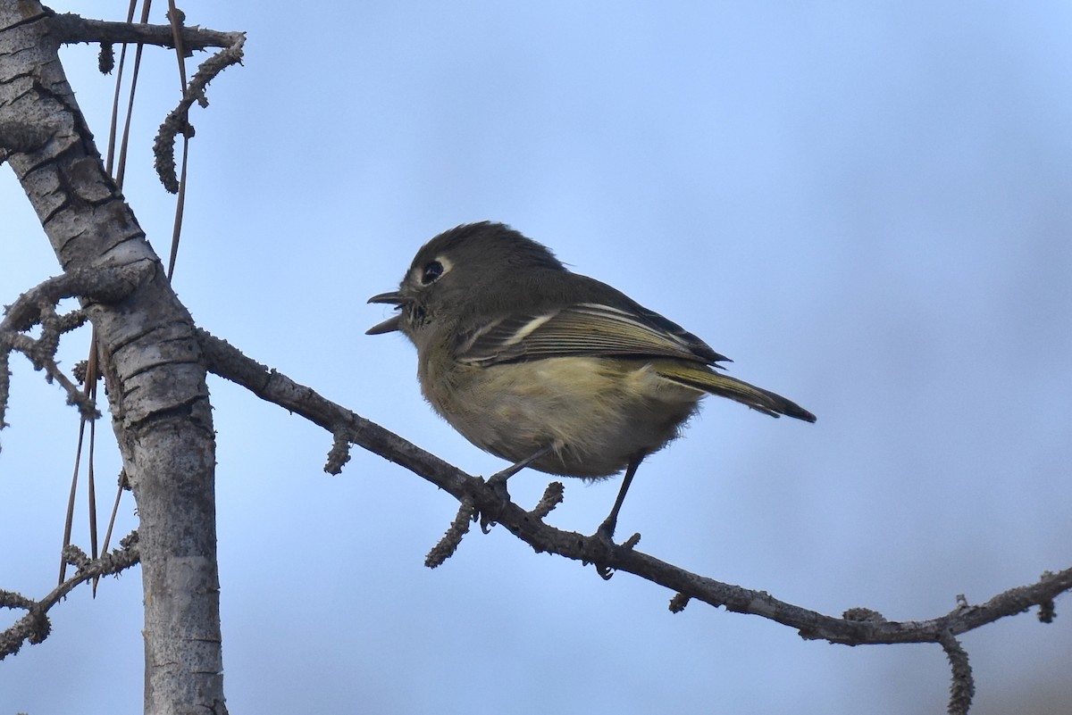 Hutton's Vireo - ML642954645