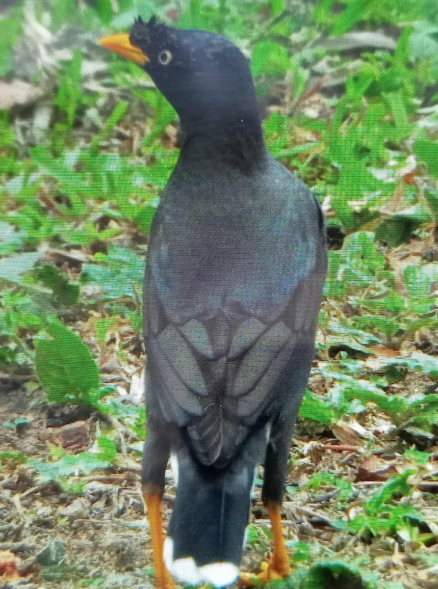 Javan Myna - ML642954646