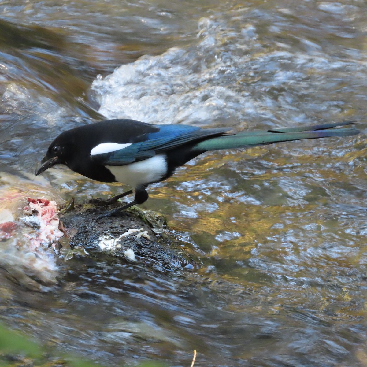Black-billed Magpie - ML642954649