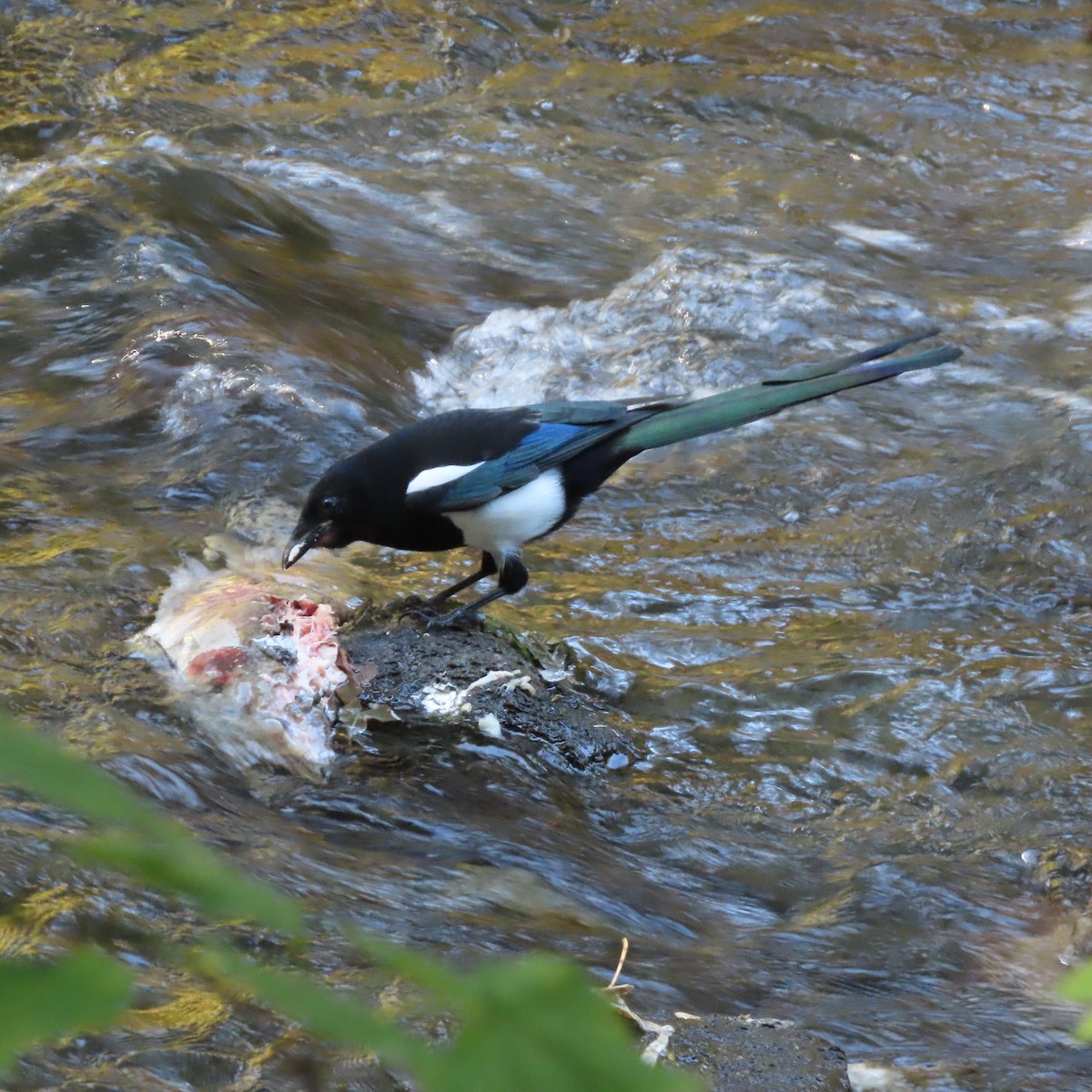 Black-billed Magpie - ML642954650