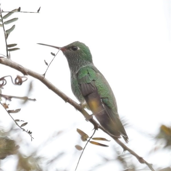 Glittering-throated Emerald - ML642954651