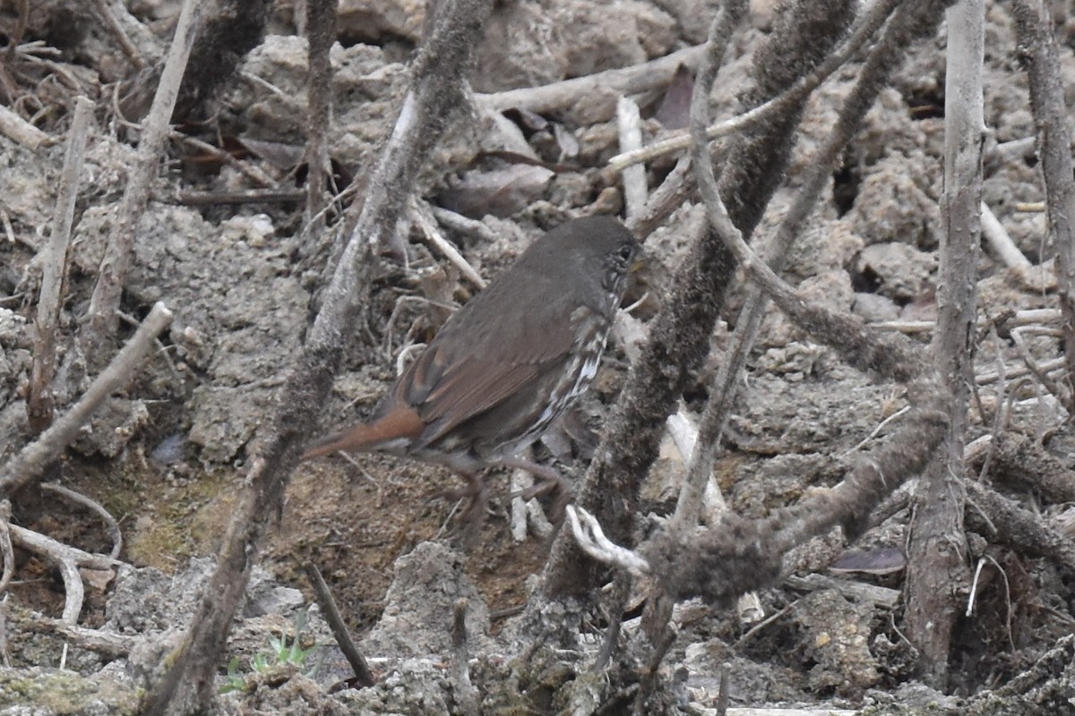 Fox Sparrow (Slate-colored) - ML642954652