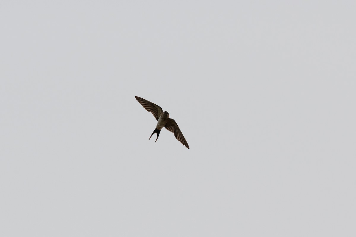 Eastern Red-rumped Swallow - ML642954654