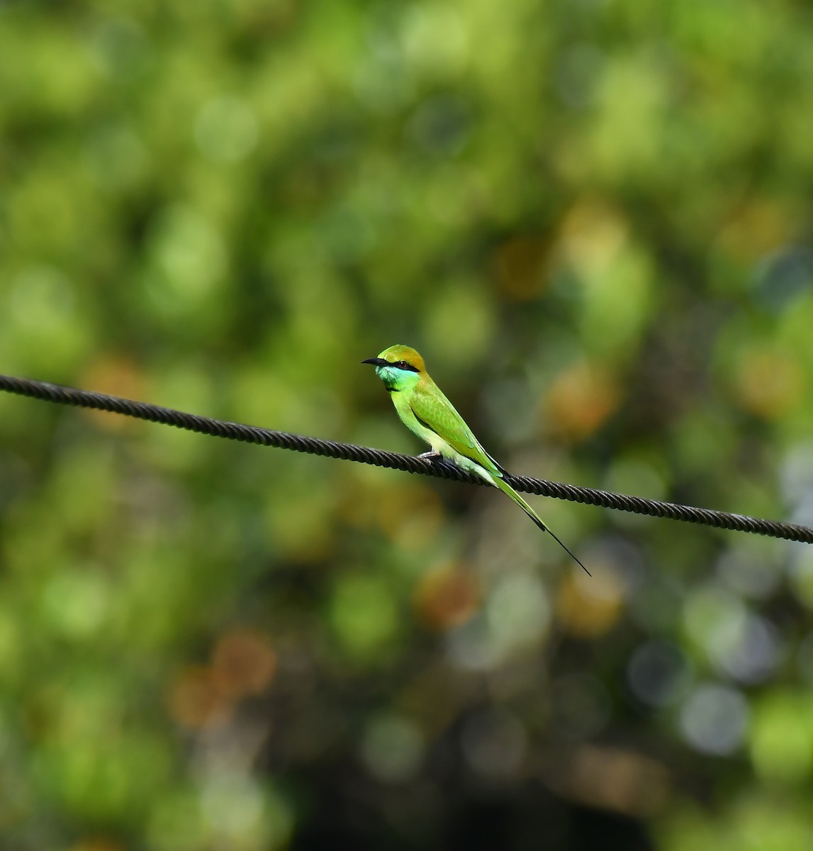Asian Green Bee-eater - ML642954655
