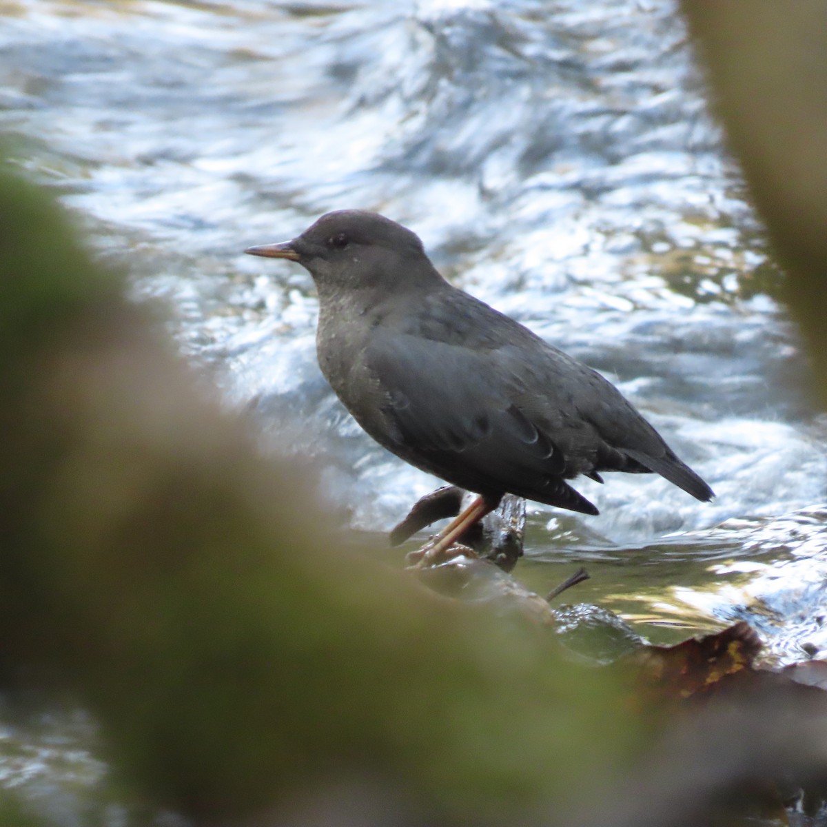American Dipper - ML642954656