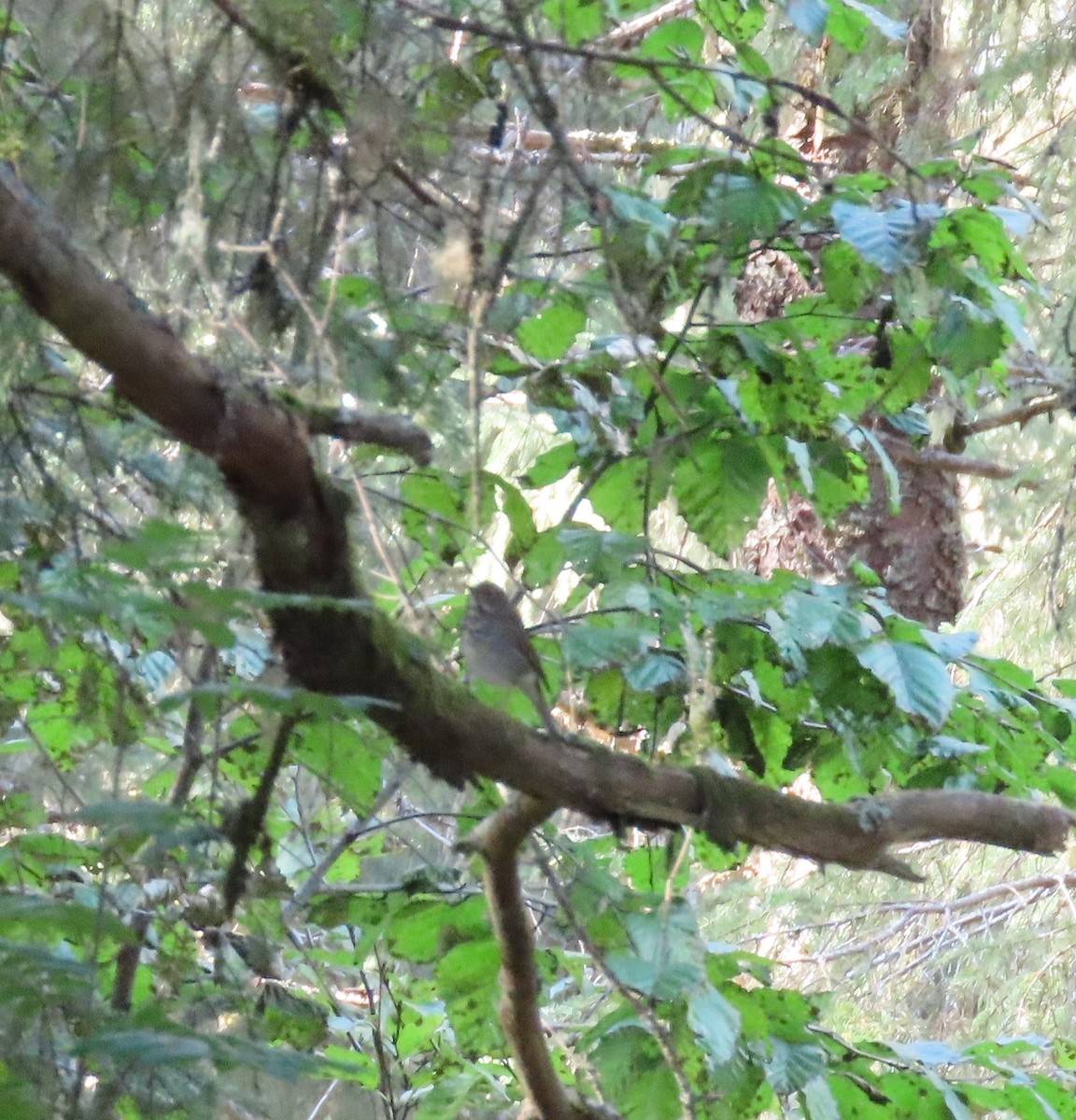 Hermit Thrush - ML642954658