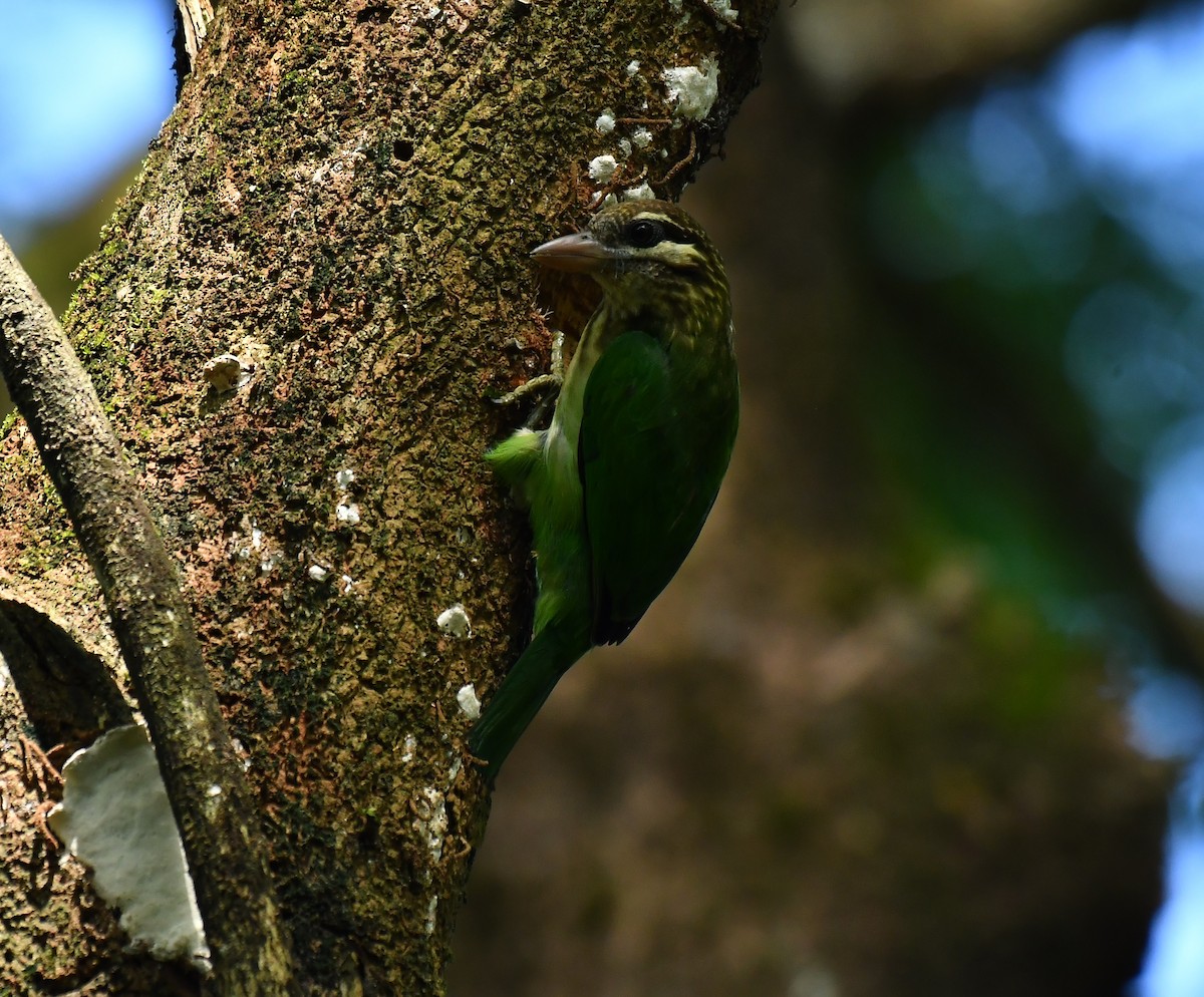 White-cheeked Barbet - ML642954660