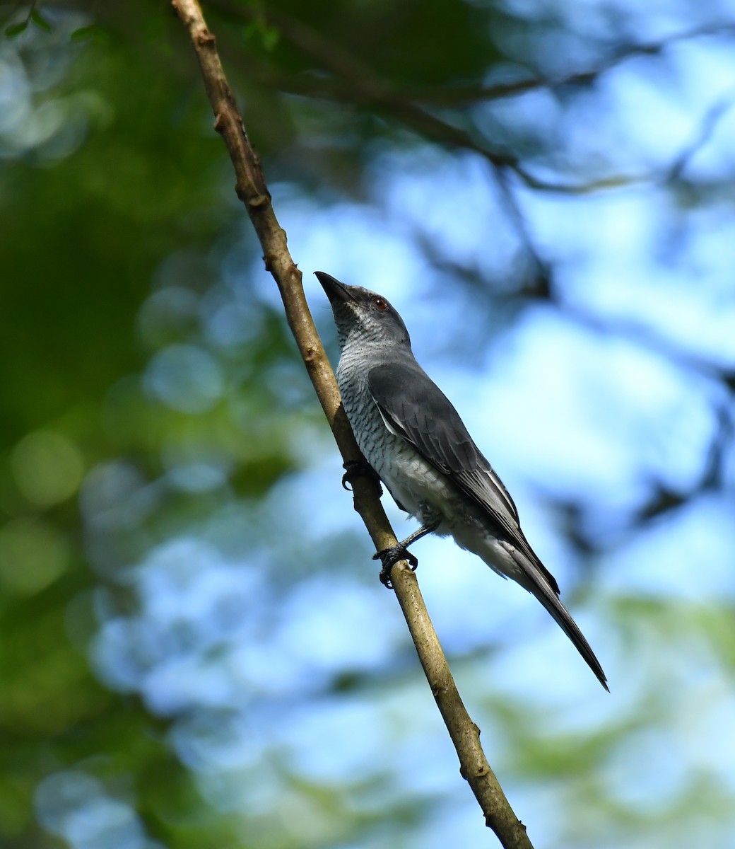 Indian Cuckooshrike - ML642954670