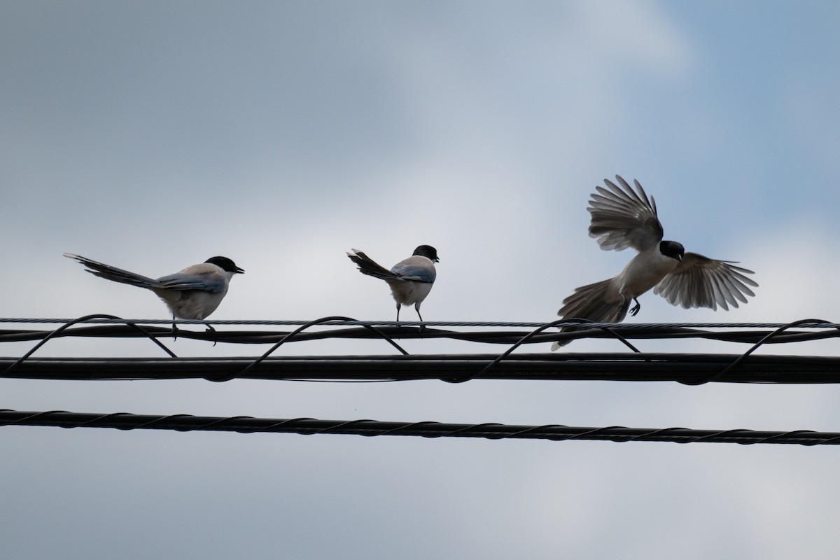 Azure-winged Magpie - ML642954671