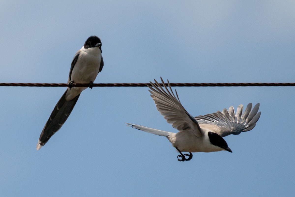 Azure-winged Magpie - ML642954672