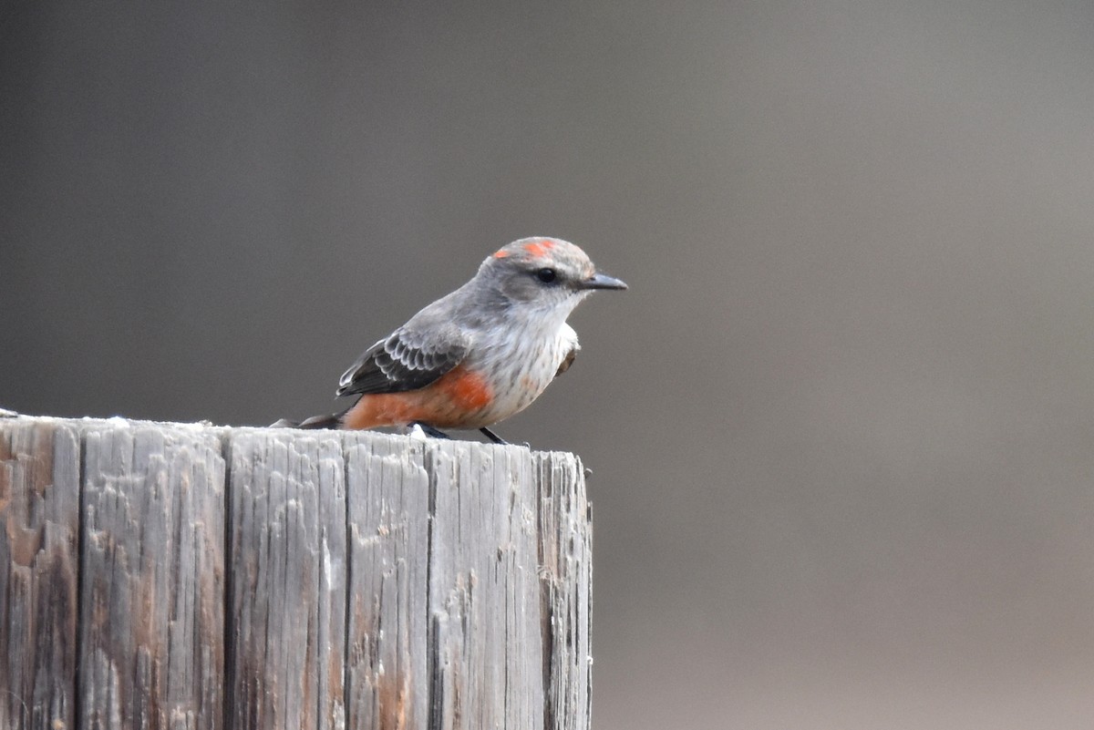 Vermilion Flycatcher - ML642954674