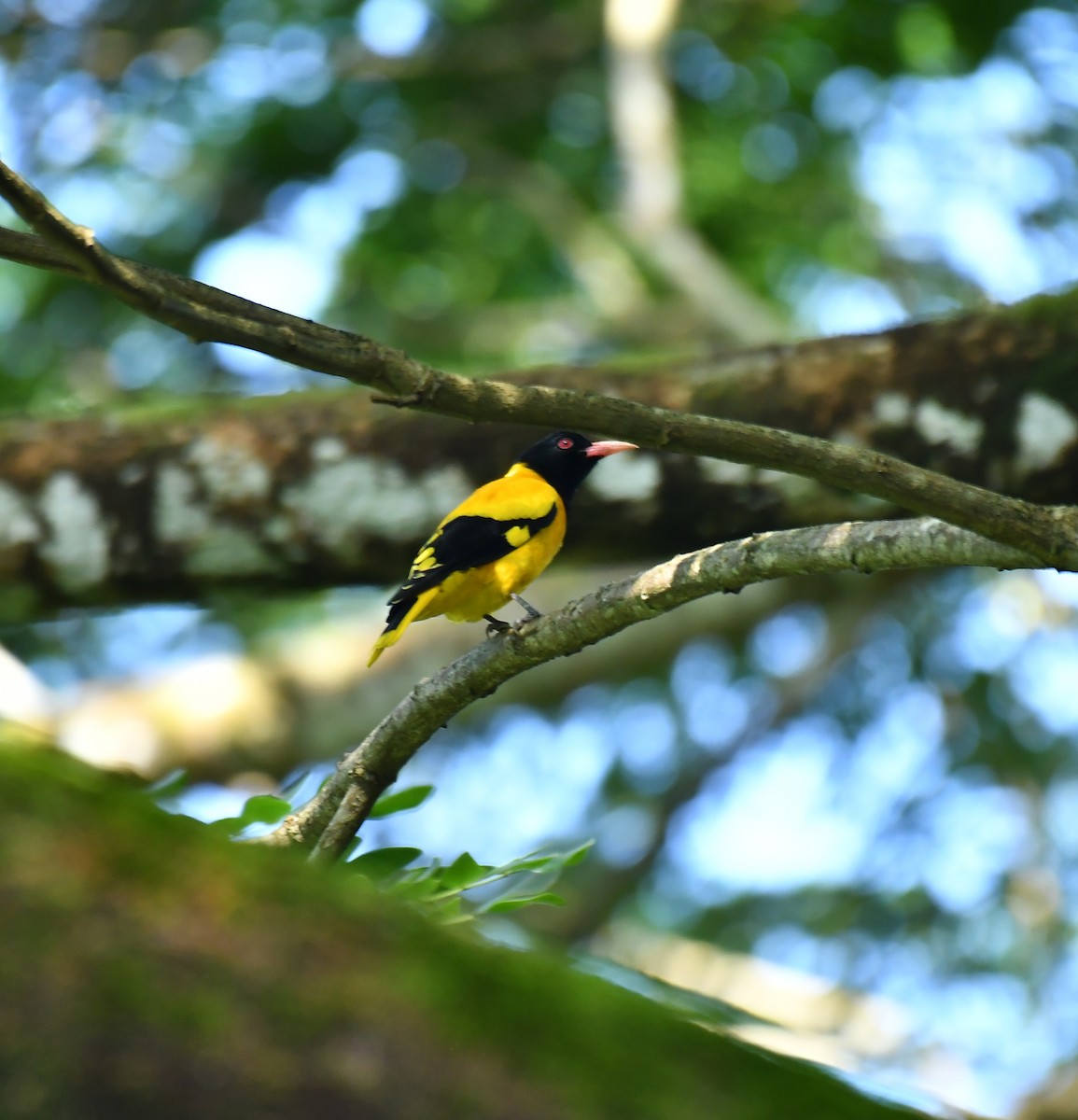 Black-hooded Oriole - ML642954676