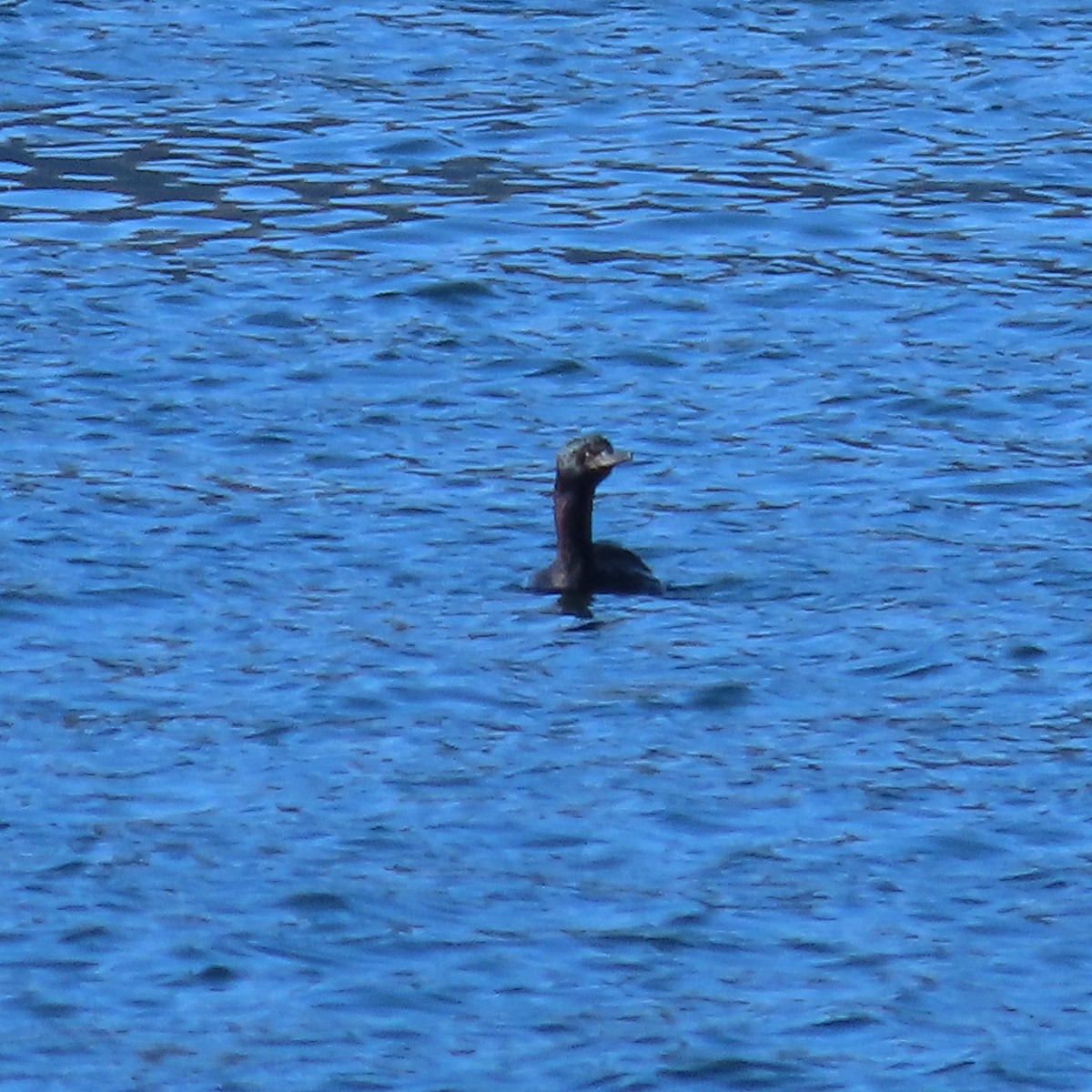 Pelagic Cormorant - ML642954677