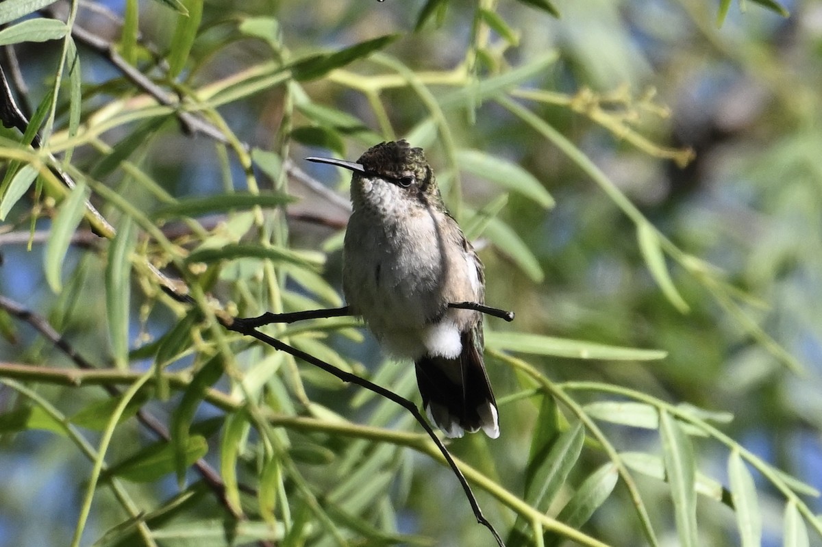 Ruby-throated Hummingbird - ML642954679