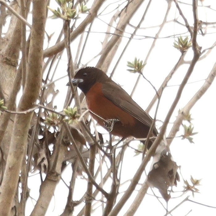 Silver-beaked Tanager - ML642954700