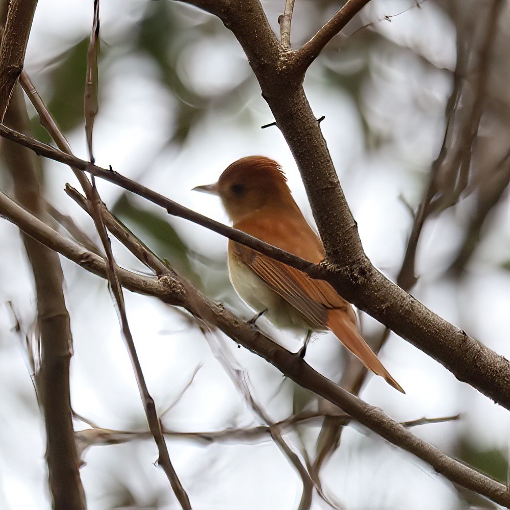 Rufous Casiornis - ML642954713