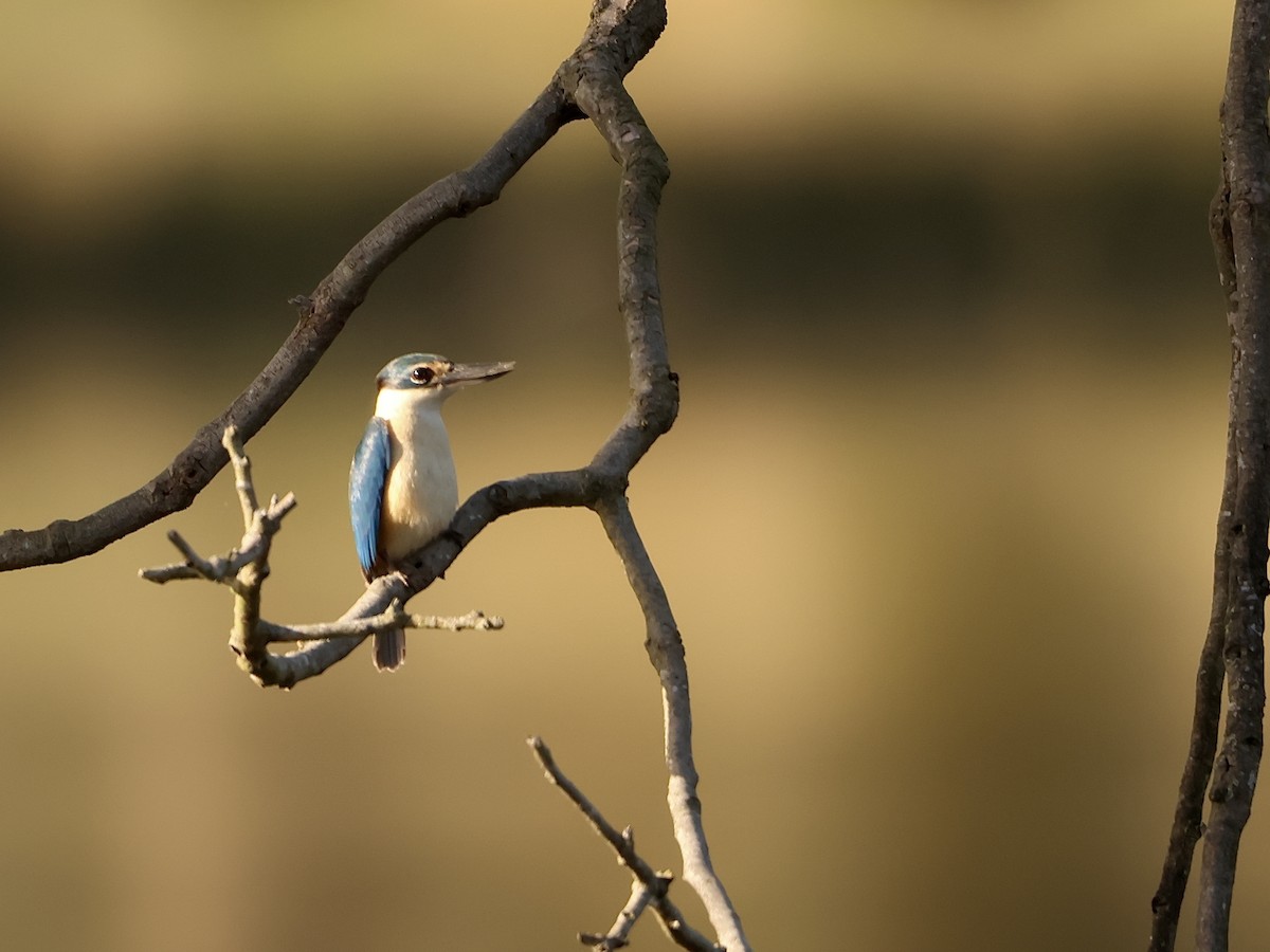 Sacred Kingfisher - ML642954741
