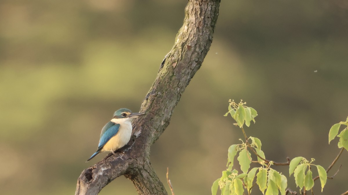Sacred Kingfisher - ML642954742