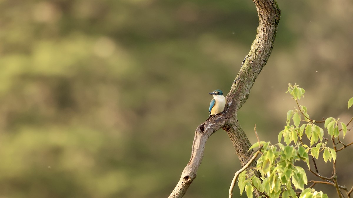 Sacred Kingfisher - ML642954744