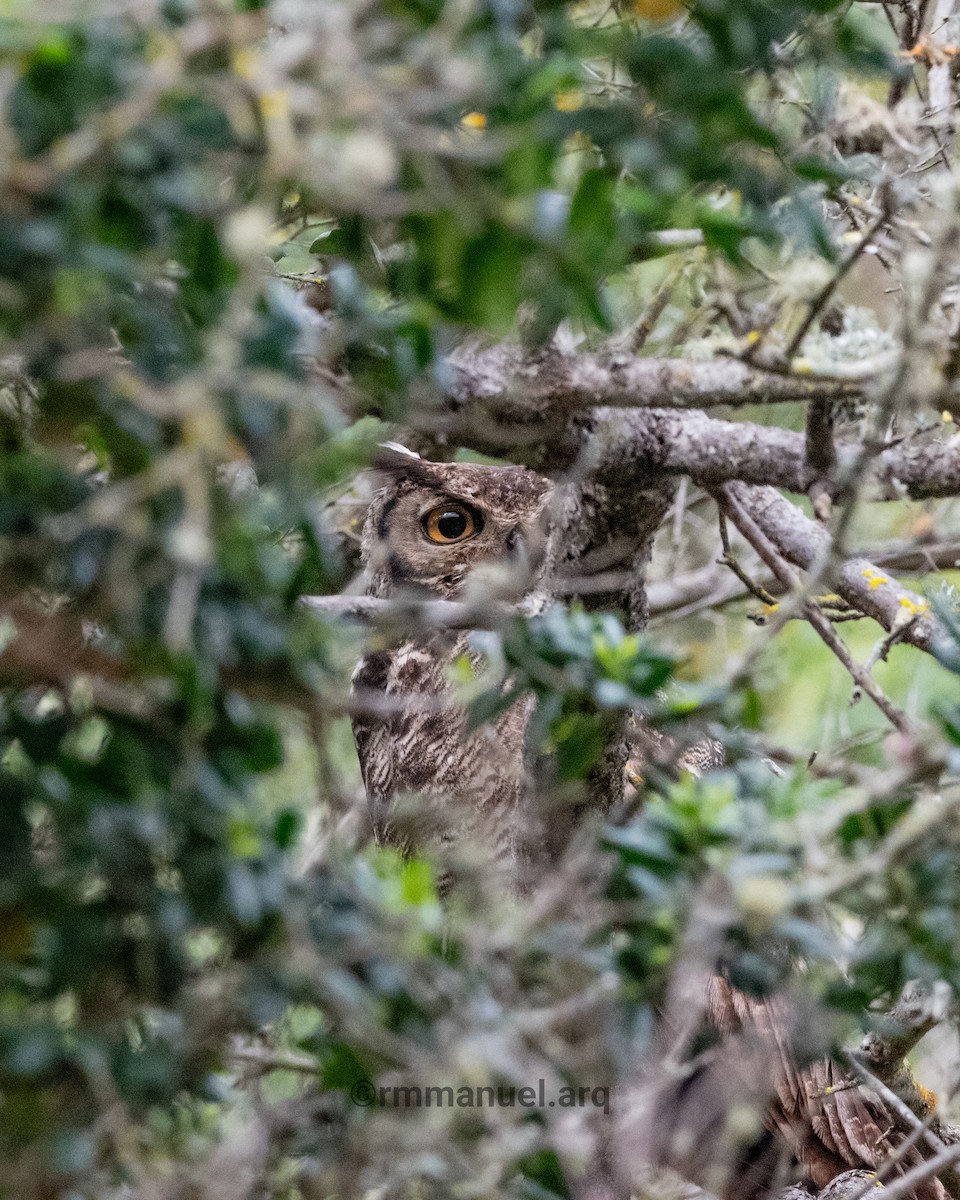 Lesser Horned Owl - ML642954745