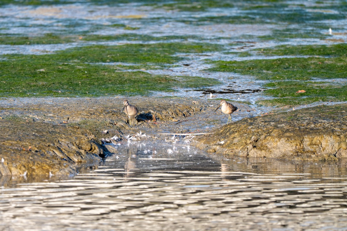Short-billed/Long-billed Dowitcher - ML642954779