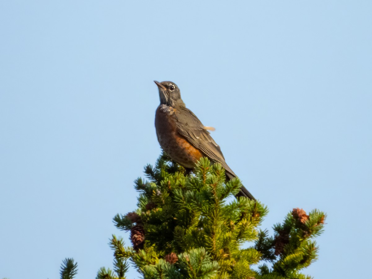 American Robin - ML642954806