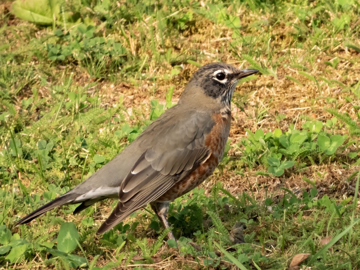 American Robin - ML642954808