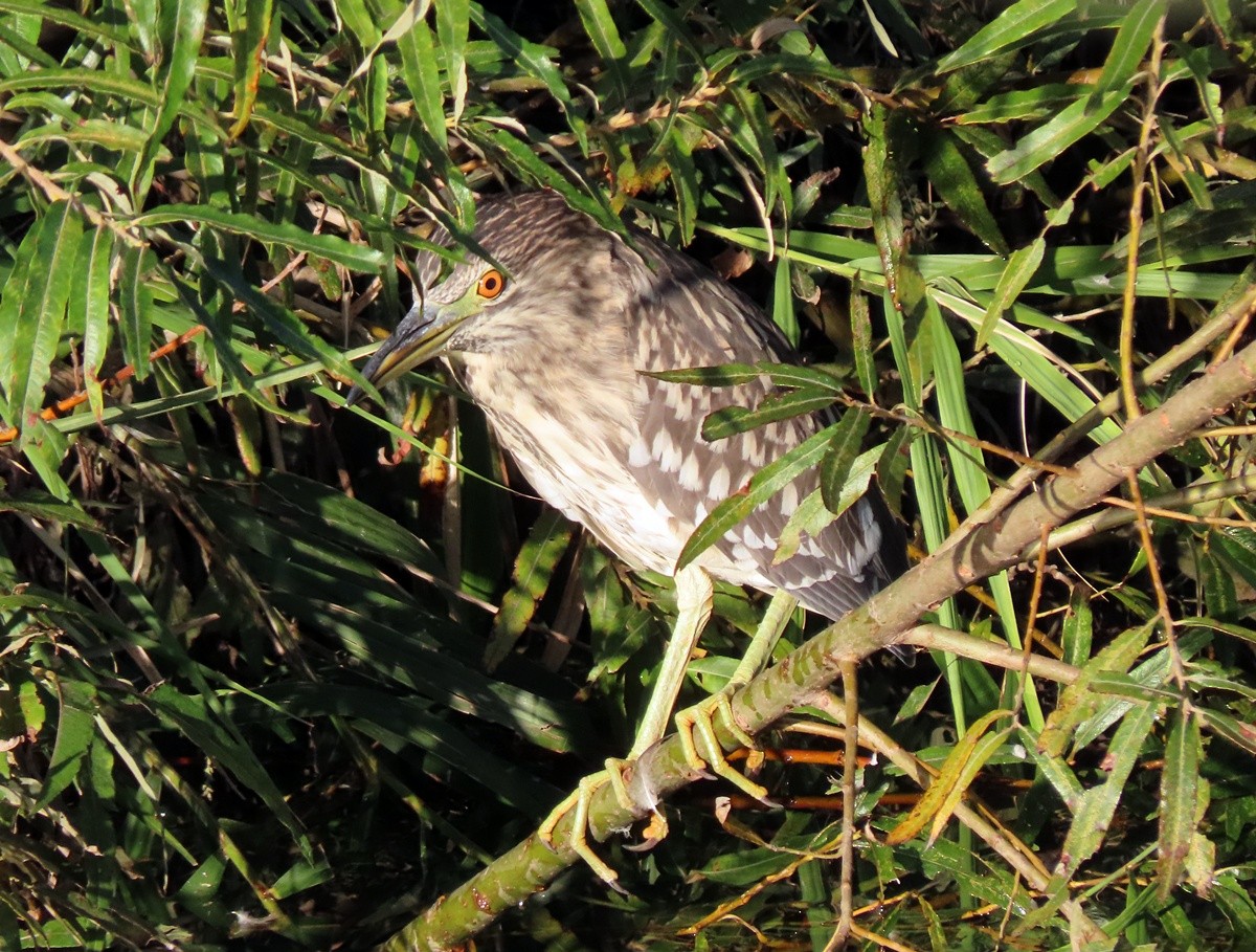 Black-crowned Night Heron - ML642954809