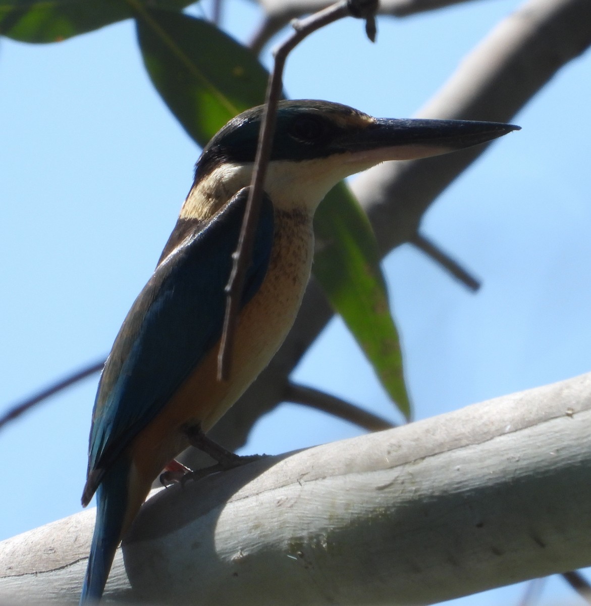 Sacred Kingfisher - ML642954814