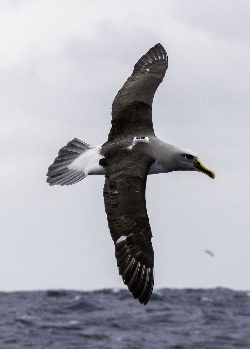Albatros de Buller - ML642954821