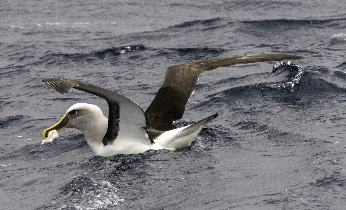 Albatros de Buller - ML642954822