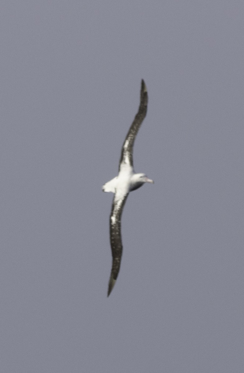 Northern Royal Albatross - ML642954829