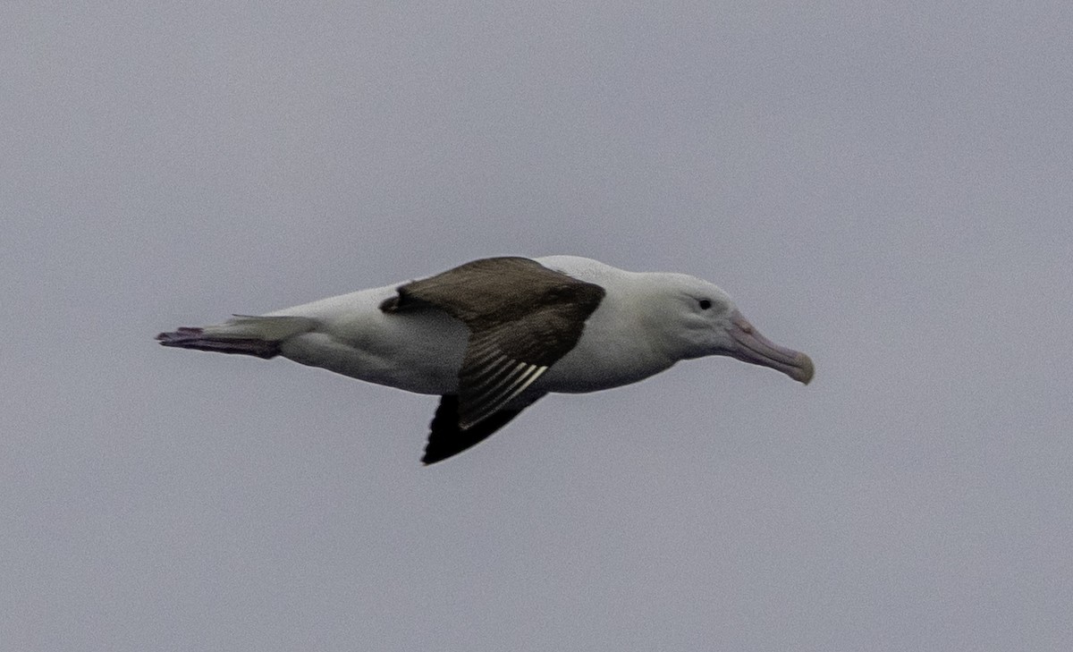 Northern Royal Albatross - ML642954830