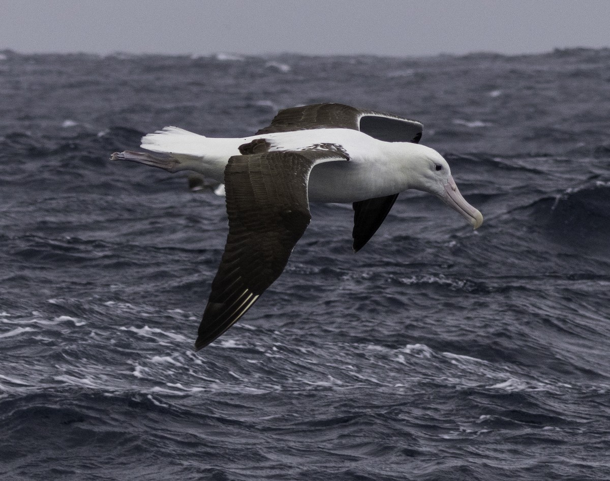 Northern Royal Albatross - ML642954832
