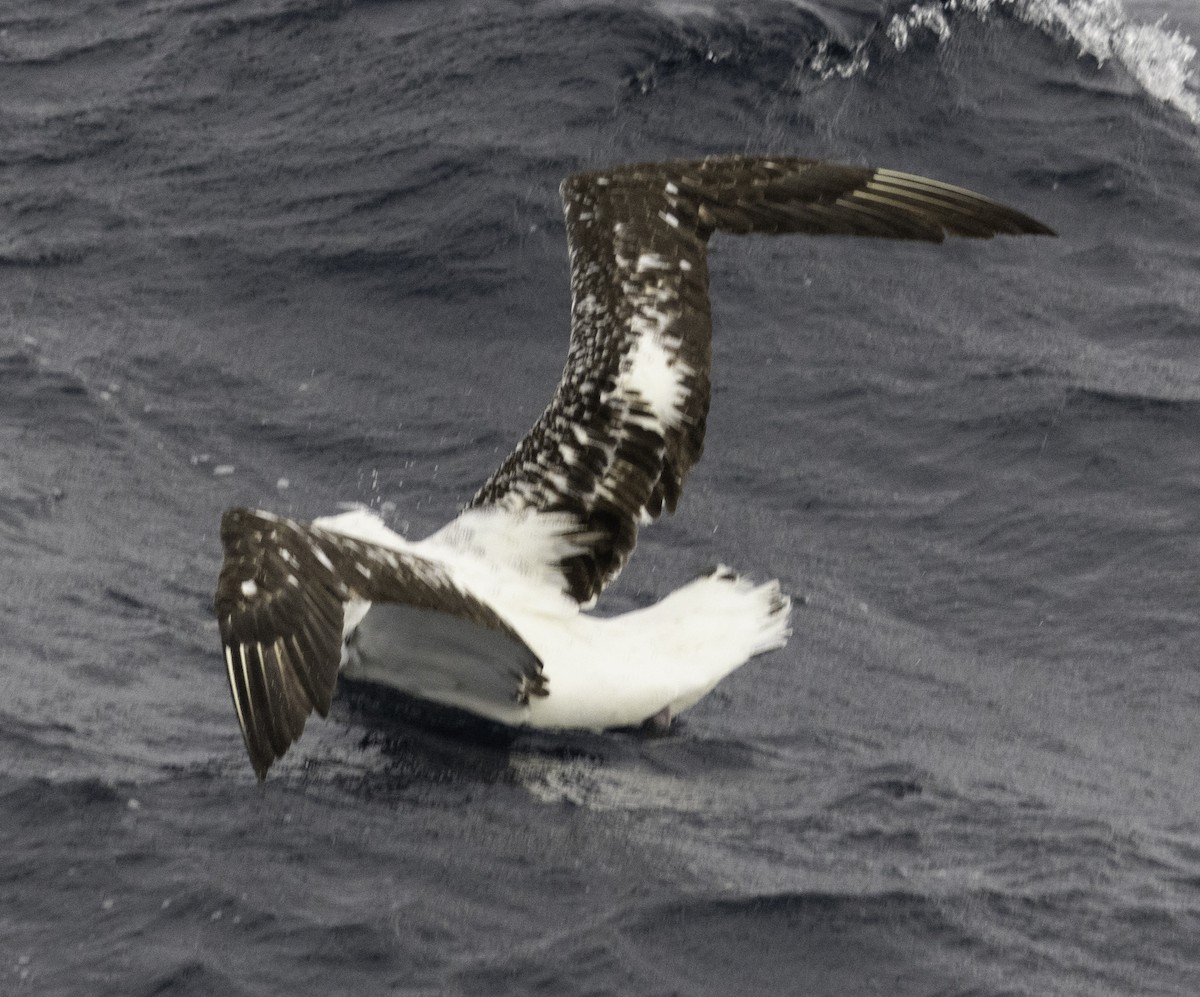 Northern Royal Albatross - ML642954834