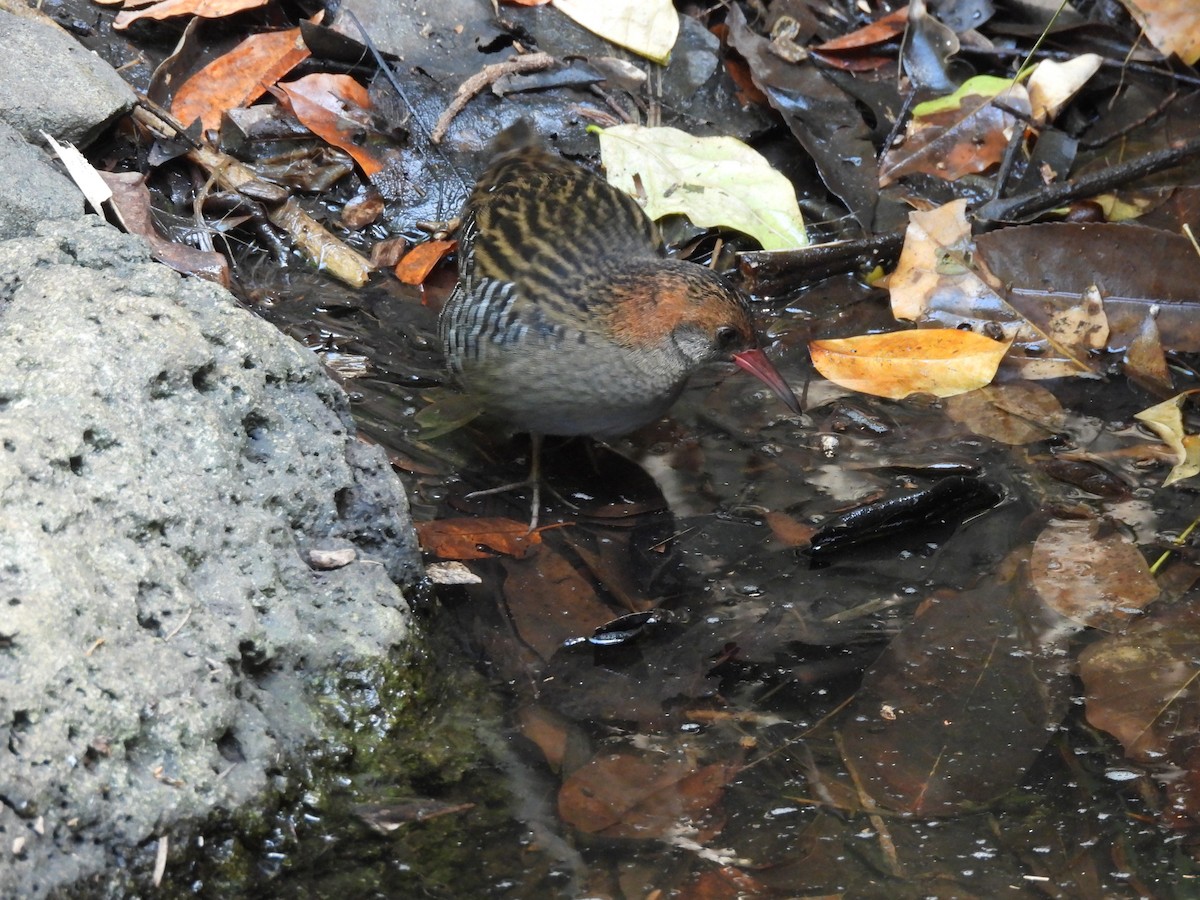 Lewin's Rail - ML642954837