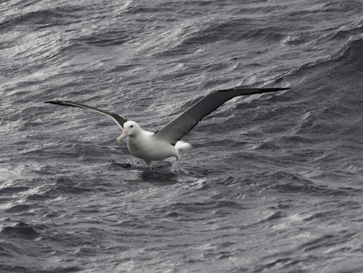 Northern Royal Albatross - ML642954838