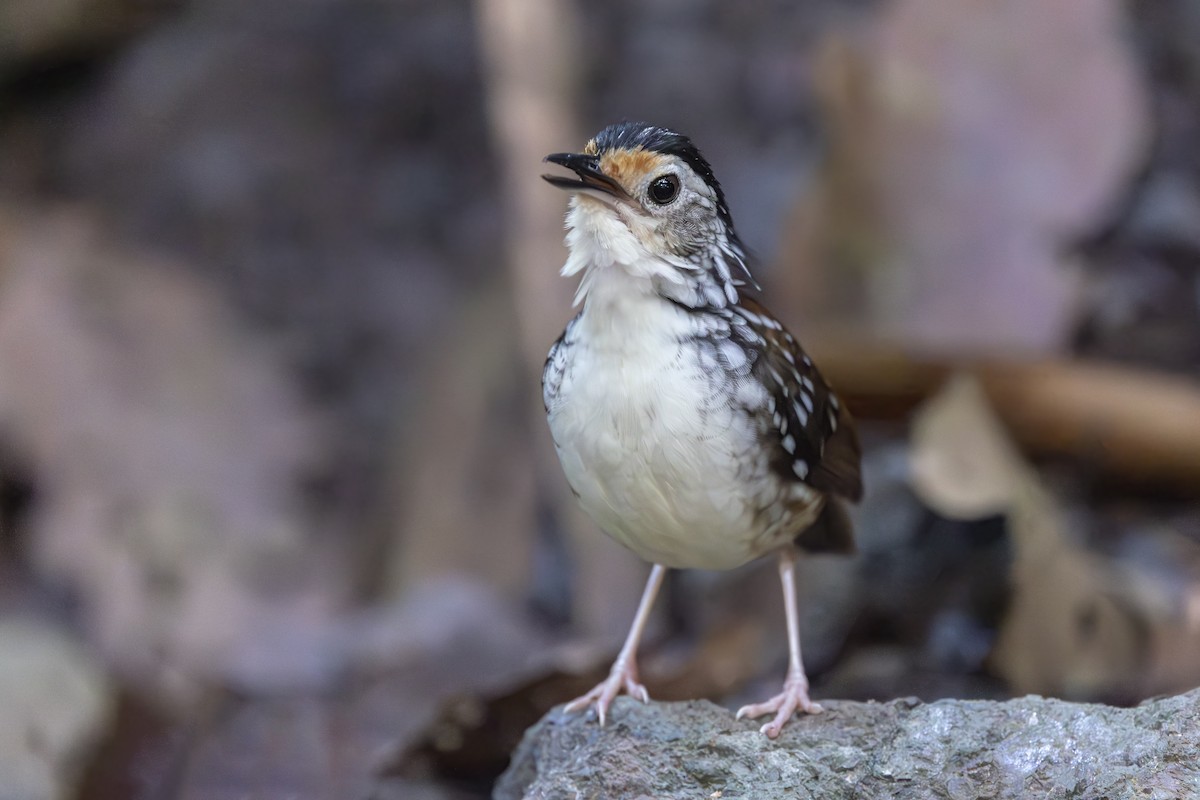 Striped Wren-Babbler - ML642954843