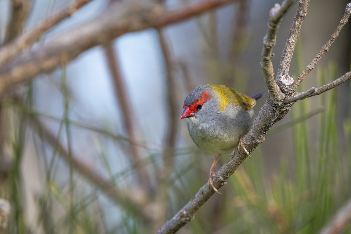Red-browed Firetail - ML642954851