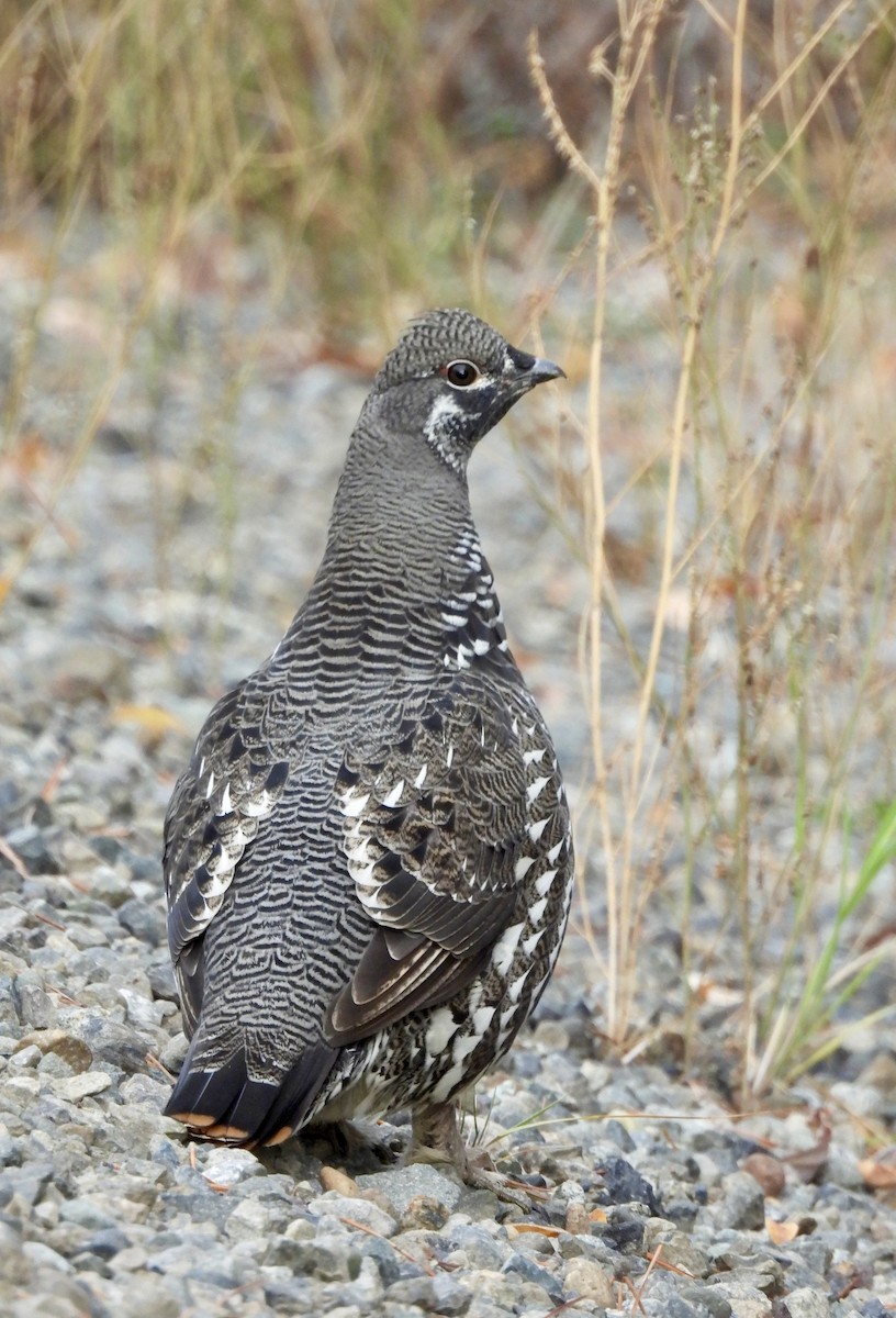 Spruce Grouse - ML642954852