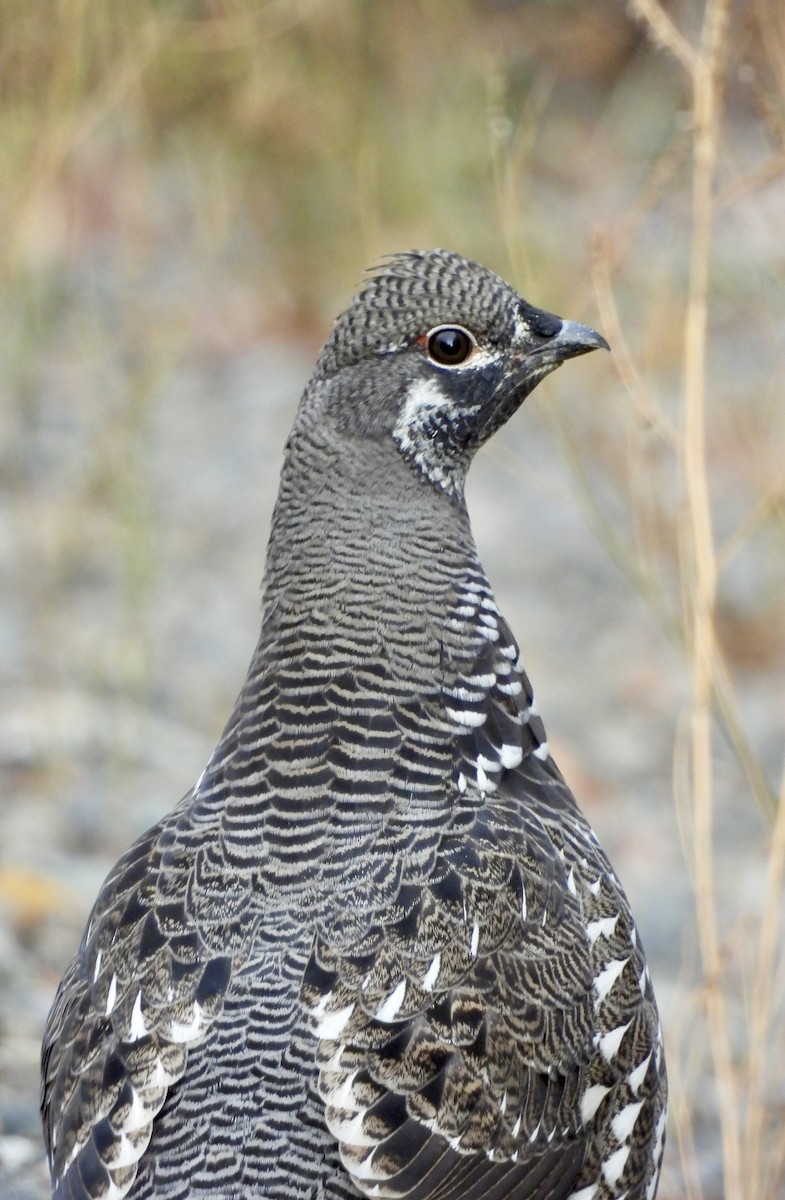 Spruce Grouse - ML642954853