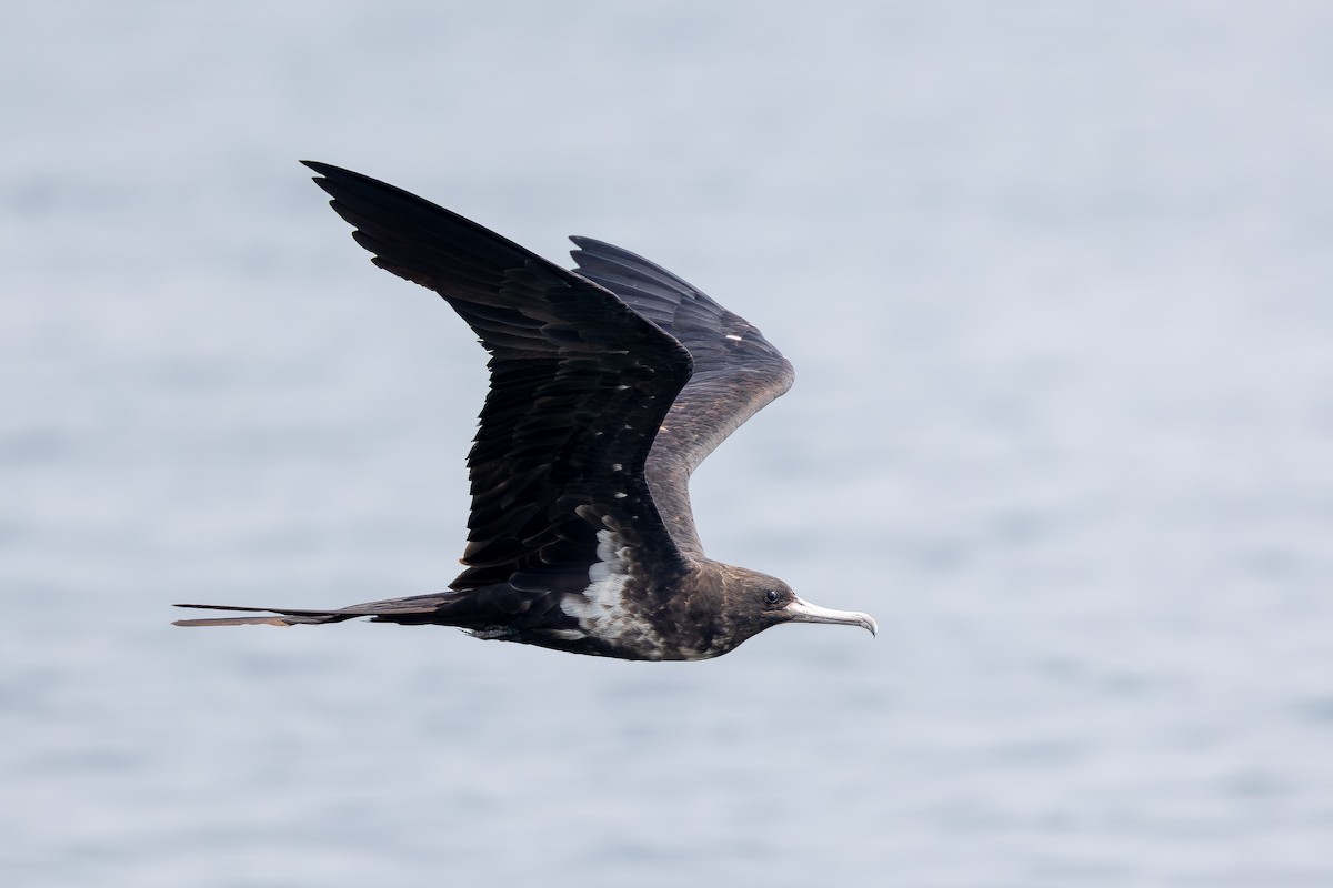 Lesser Frigatebird (Lesser) - ML642954878