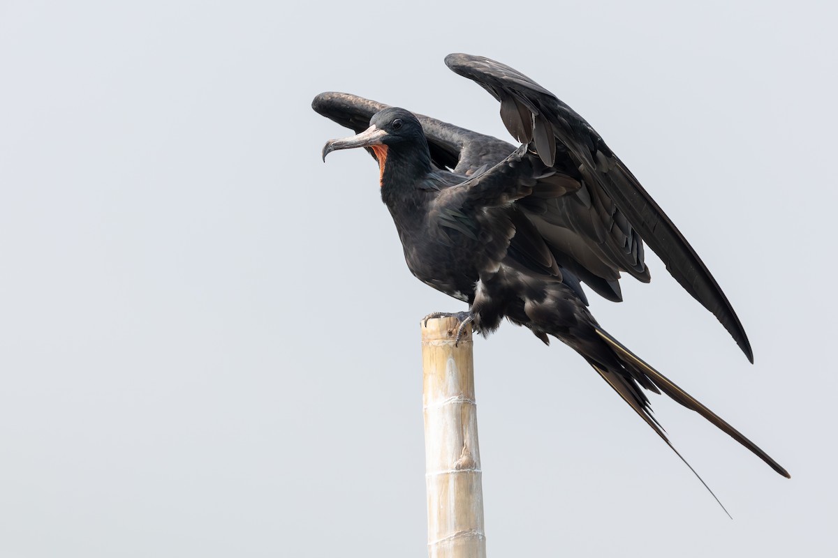 Great Frigatebird - ML642954879