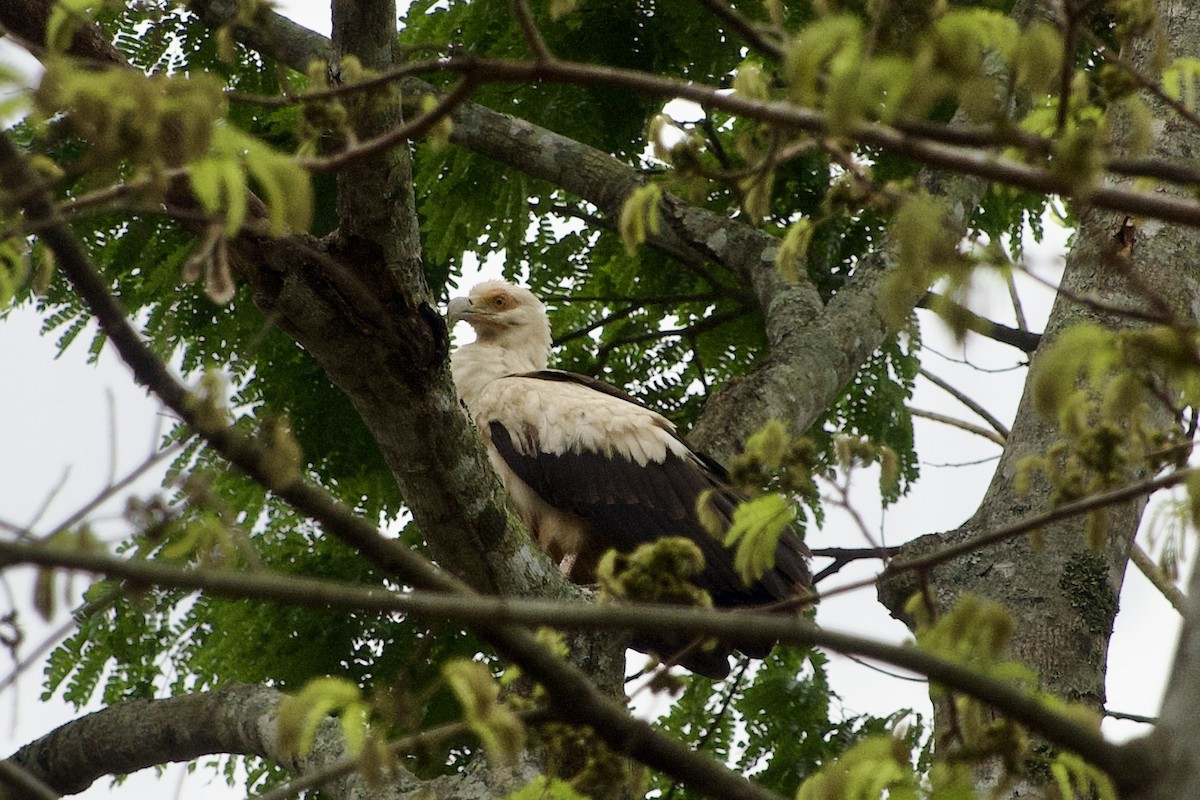 Palm-nut Vulture - ML642954893