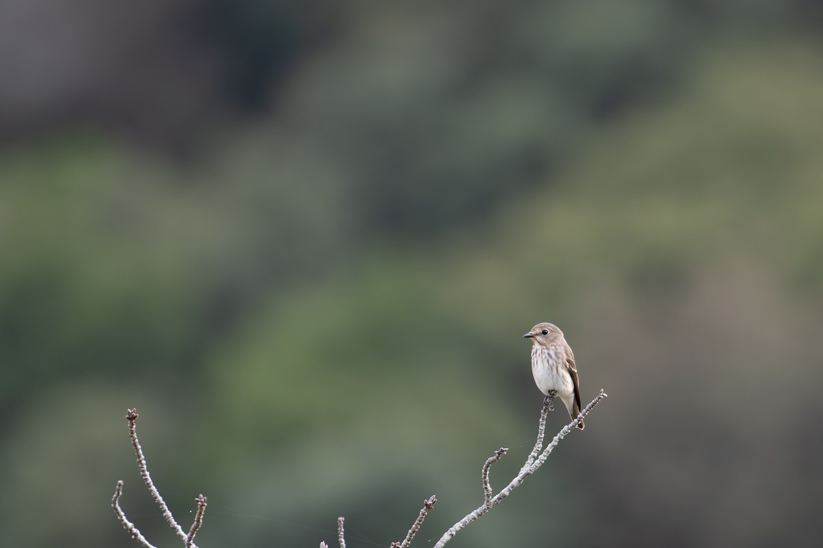 Gray-streaked Flycatcher - ML642954897